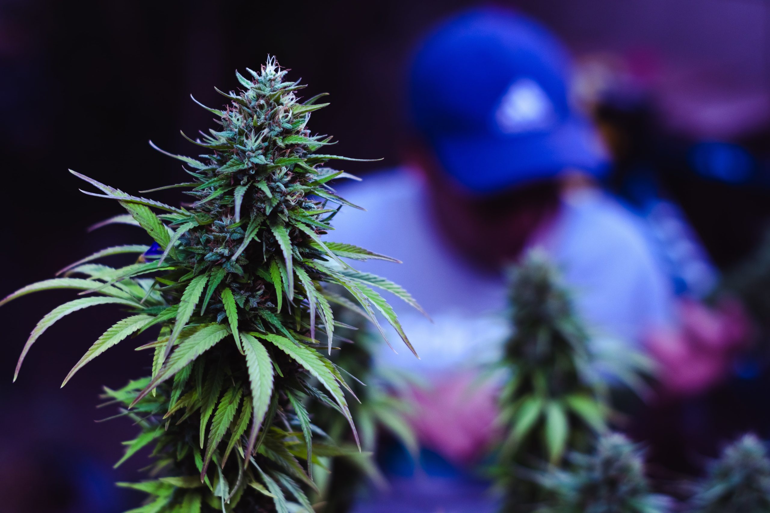 Weed Clubs in Barcelona